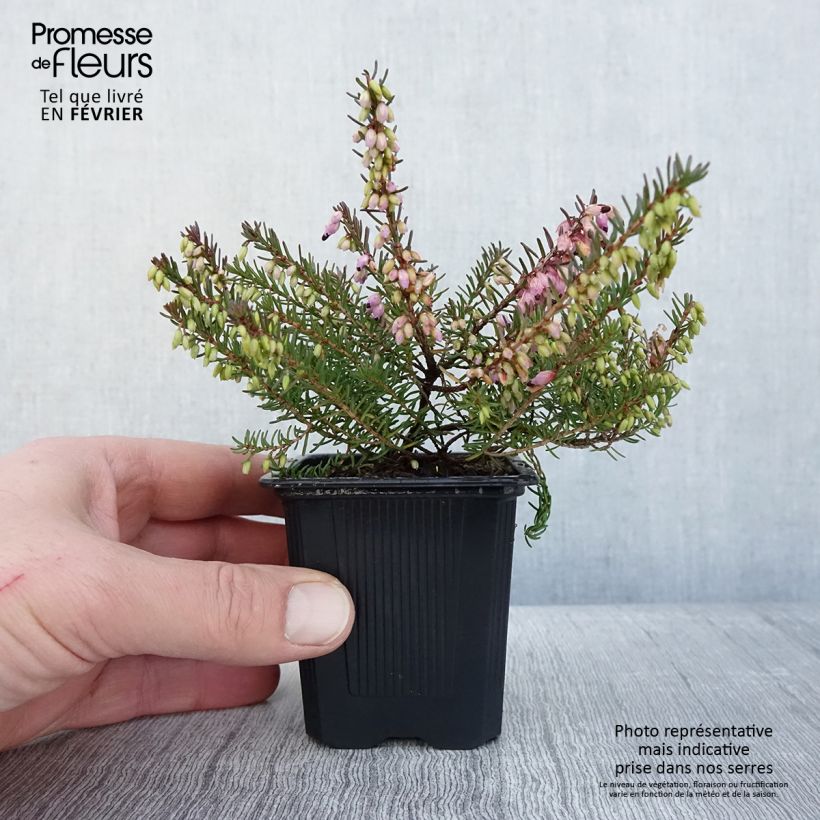 Erica darleyensis Tyann - Bruyère d'hiver - Godet de 8/9 cm esemplare consegnato in inverno