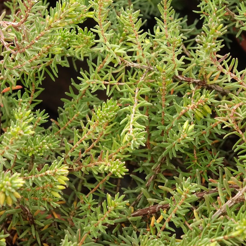 Erica darleyensis Tyann (Fogliame)