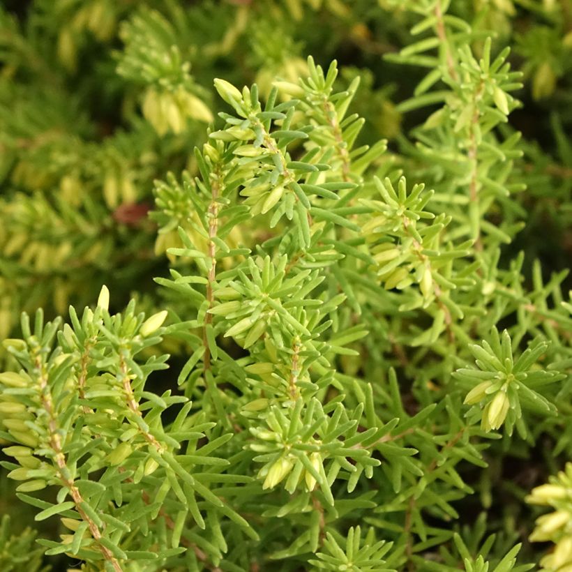 Erica darleyensis White Glow (Fogliame)