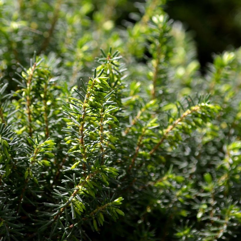 Erica darleyensis Spring Surprise (Fogliame)