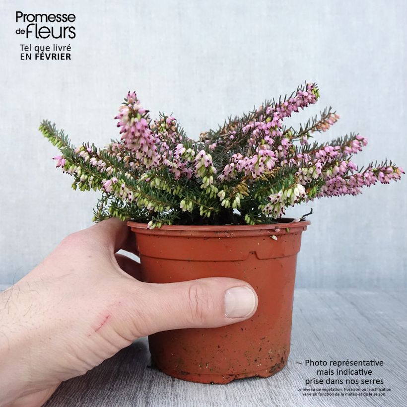 Erica x darleyensis Spring Surprise, bruyère - Pot de 1L/1,5L esemplare consegnato in inverno