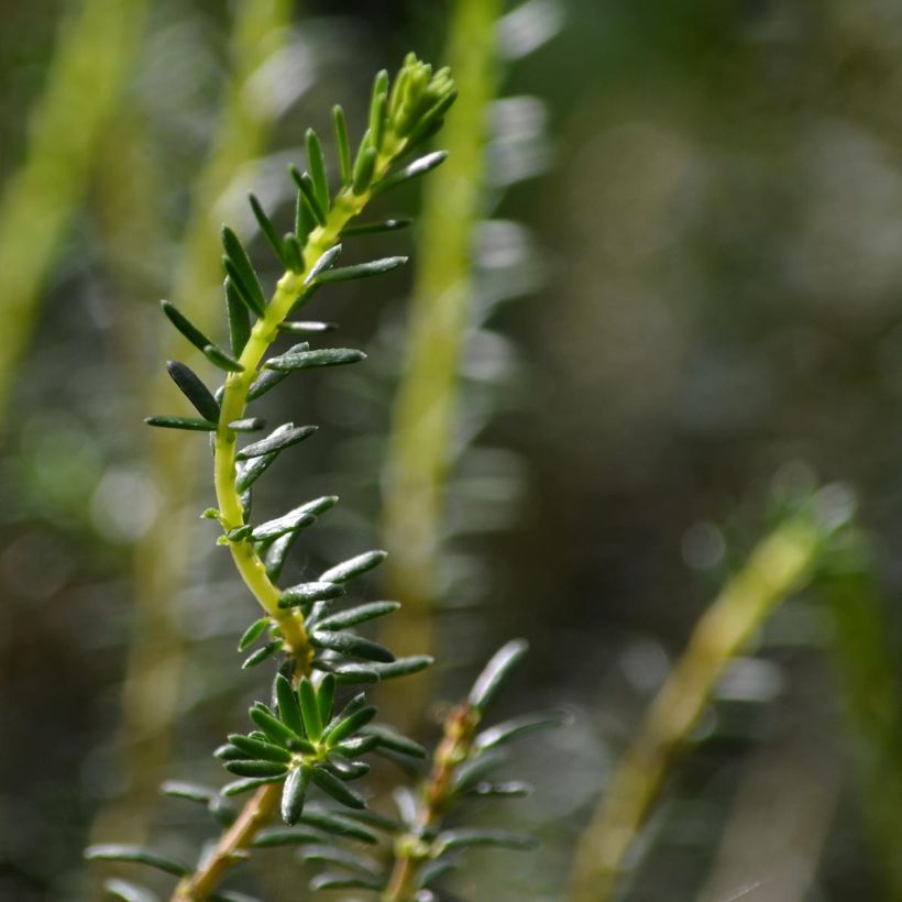 Erica darleyensis Winter Belles Katia (Fogliame)