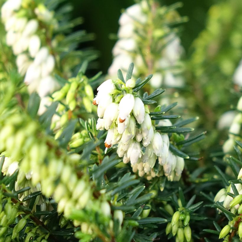 Erica darleyensis Winter Belles Katia (Fioritura)