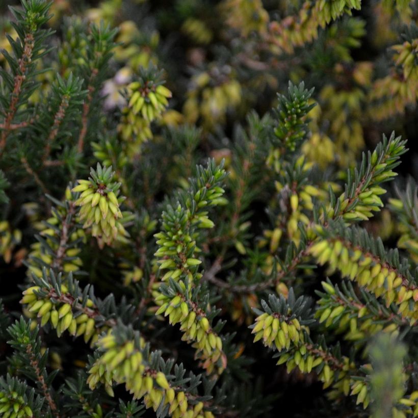 Erica darleyensis Winter Belles Phoebe (Fogliame)