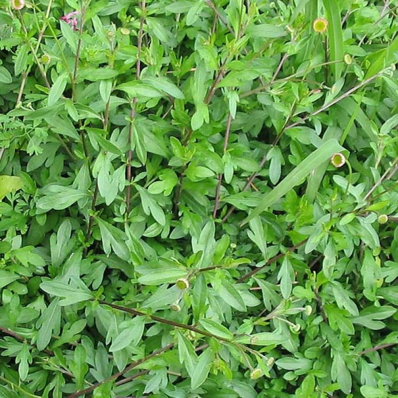 Erigeron karvinskianus - Cespica karvinskiana (Fogliame)