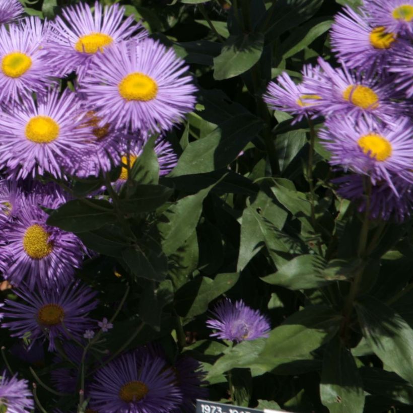 Erigeron Strahlenmeer (Fogliame)