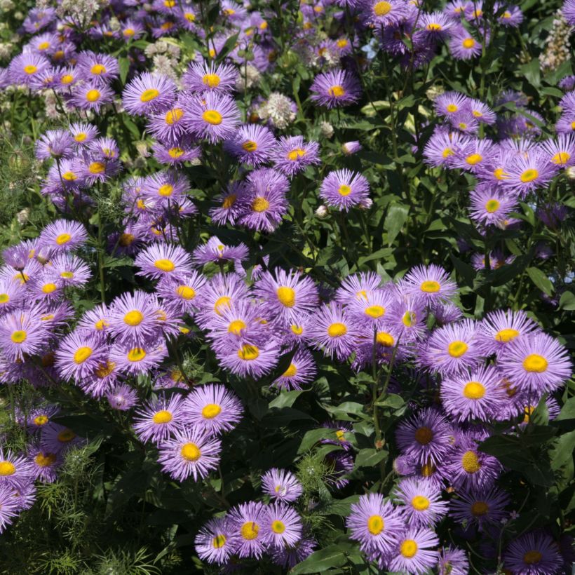 Erigeron Strahlenmeer (Fioritura)