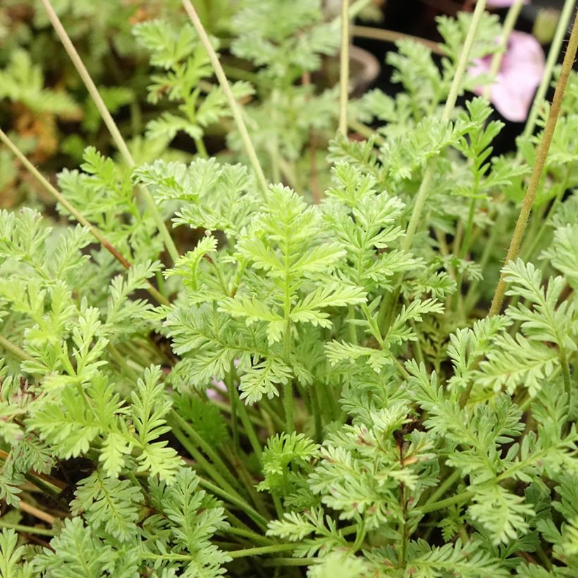 Erodium glandulosum Spanish Eyes (Fogliame)