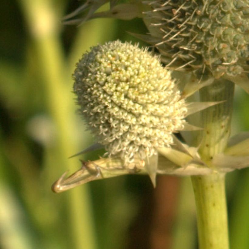 Eryngium agavifolium (Fioritura)