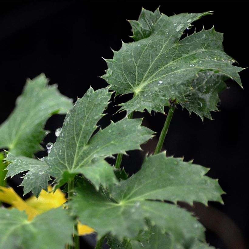 Eryngium zabelii Jos Eijking (Fogliame)