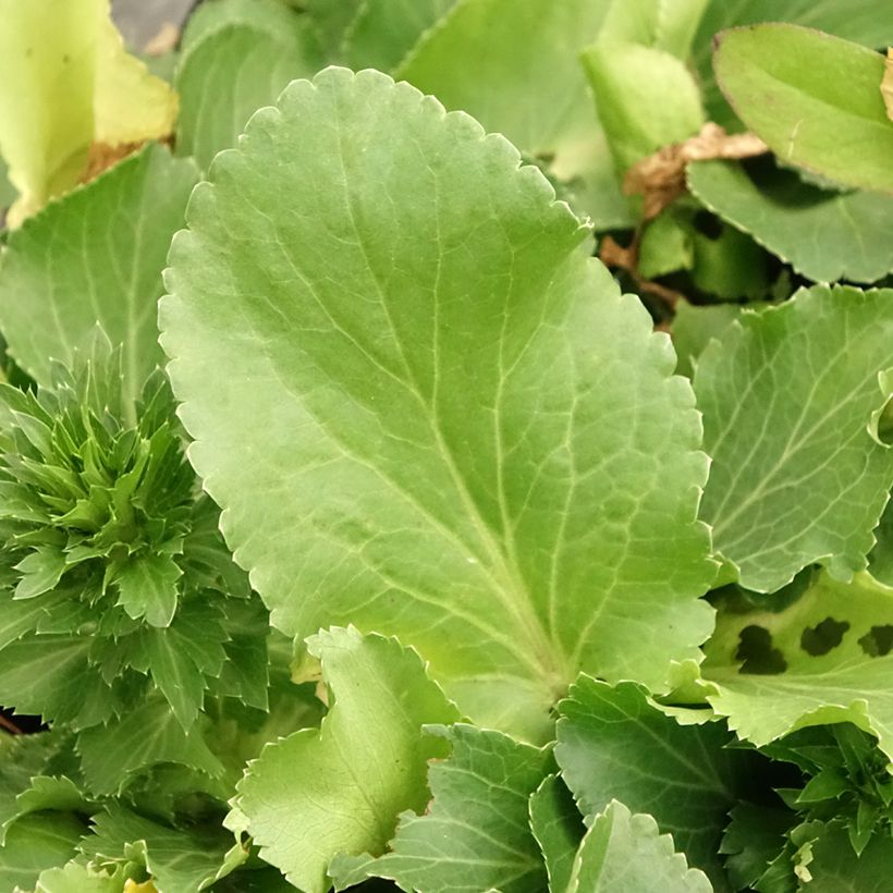 Eryngium planum Blue Hobbit (Fogliame)