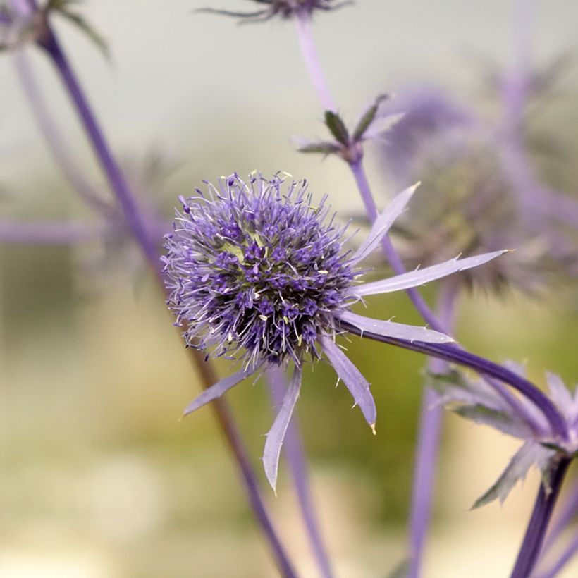 Eryngium planum (Fioritura)