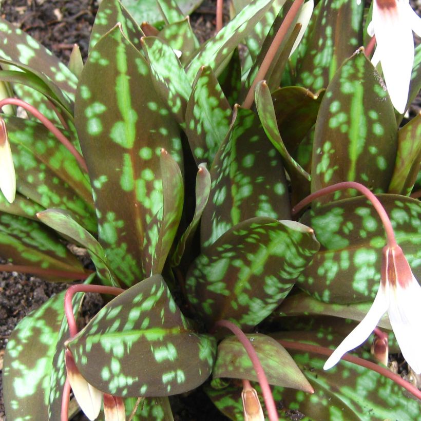 Erythronium dens canis Snowflake - Dente di cane (Fogliame)