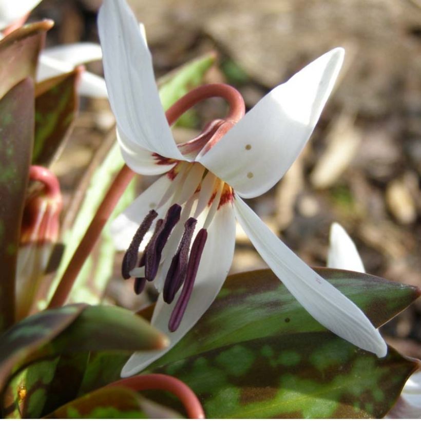 Erythronium dens canis Snowflake - Dente di cane (Fioritura)