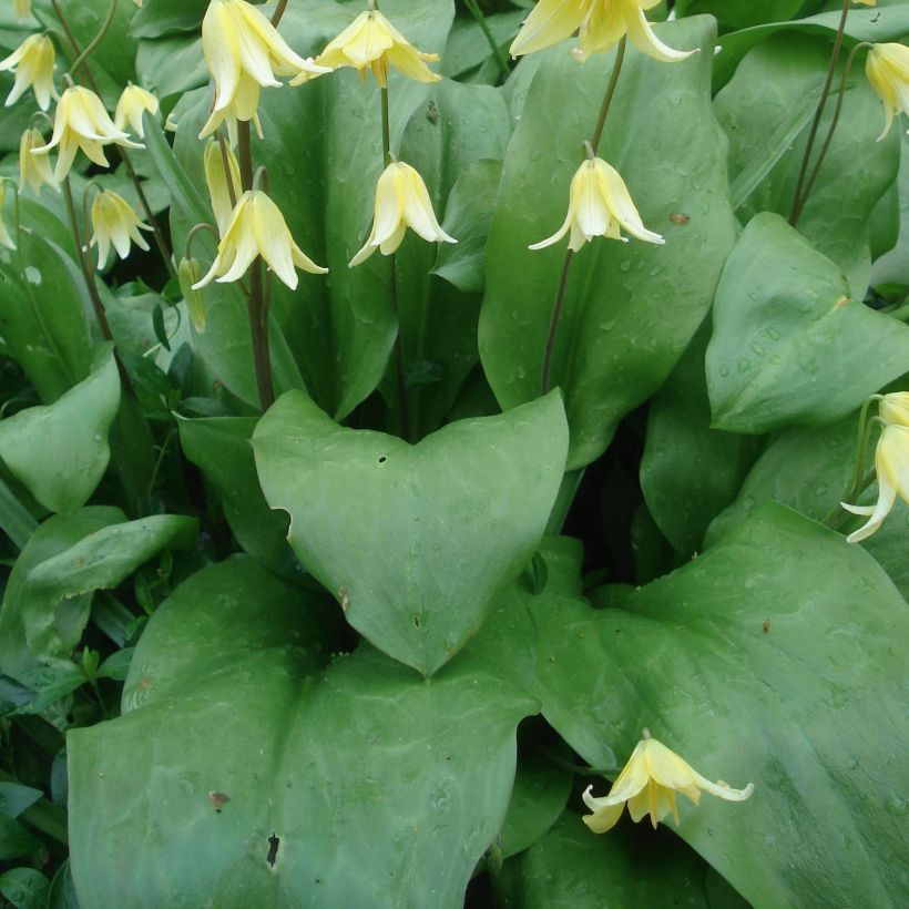 Erythronium tuolumnense Pagoda (Fogliame)