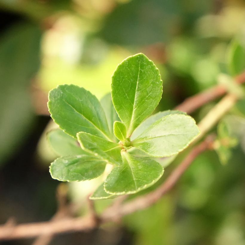 Escallonia C.F. Ball (Fogliame)