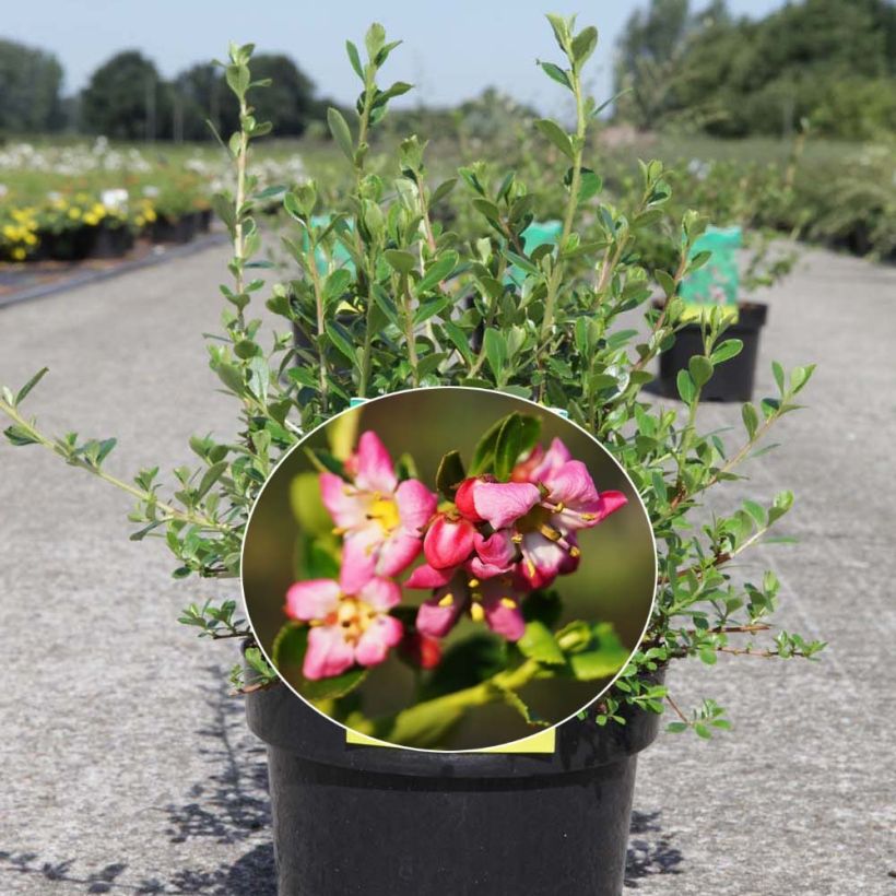 Escallonia Donard Seedling (Fioritura)