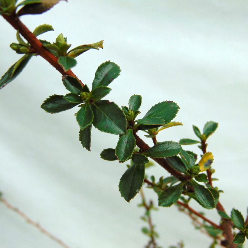 Escallonia Donard Seedling (Fogliame)