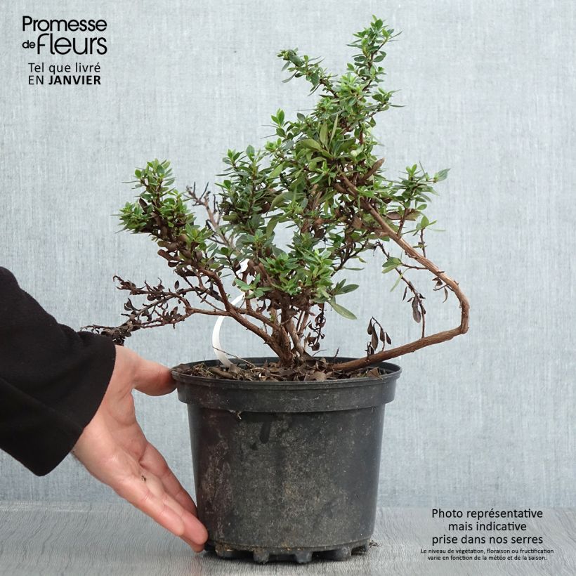 Escallonia hybride Show Stopper Pot de 3L/4L esemplare consegnato in inverno