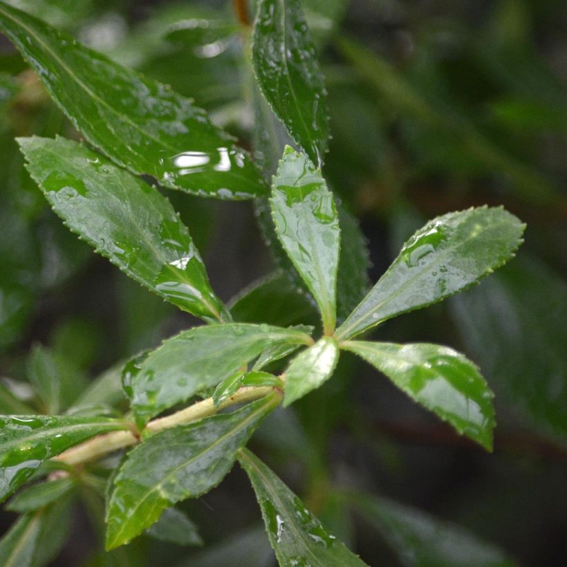 Escallonia Red Carpet (Fogliame)