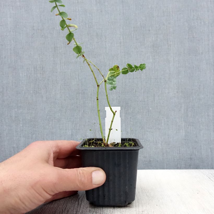 Eucalyptus Baby Blue - Gommier argenté Godet de 9 cm esemplare consegnato in primavera