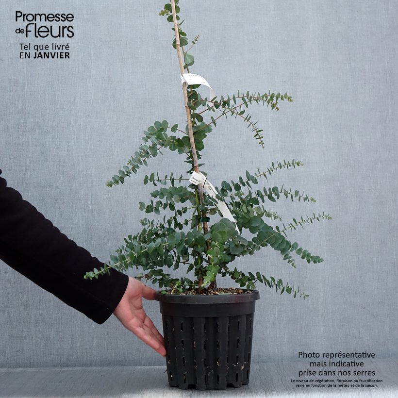 Eucalyptus bridgesiana - Gommier de Bridges - Pot de 4L/5L esemplare consegnato in inverno