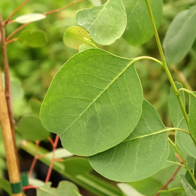 Eucalyptus camphora subsp camphora - Eucalipto (Fogliame)