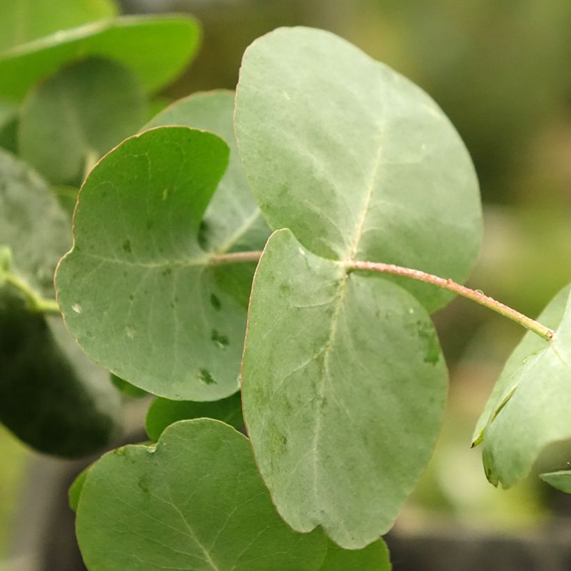 Eucalyptus cinerea Silver Dollar - Eucalipto (Fogliame)