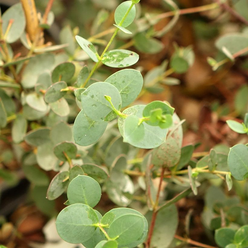 Eucalyptus coccifera Mt Field - Eucalipto (Fogliame)