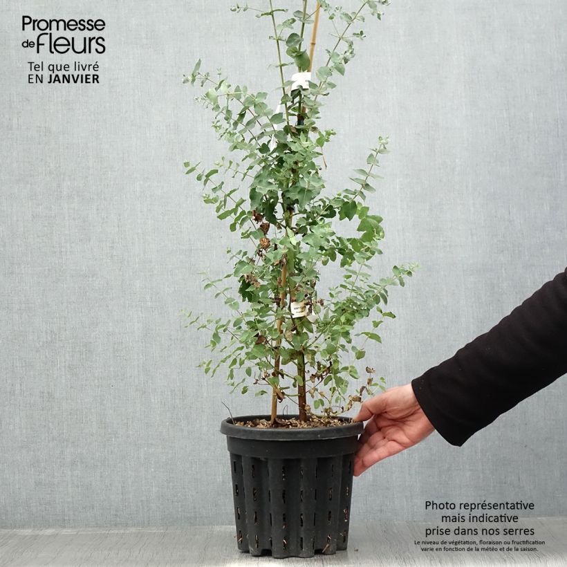 Eucalyptus crenulata - Gommier crénelé - Pot de 4L/5L esemplare consegnato in inverno