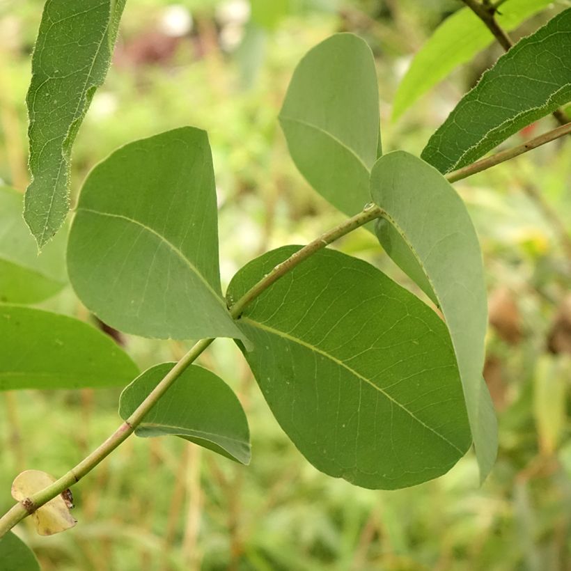 Eucalyptus elliptica - Eucalipto (Fogliame)