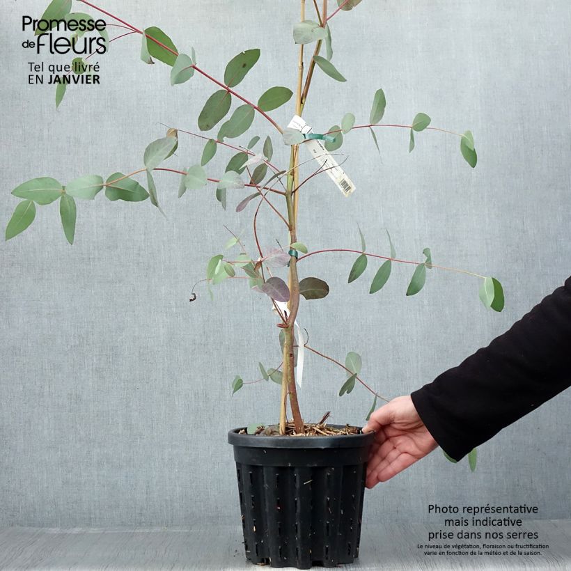 Eucalyptus elliptica - Gommier blanc de Bendemeer - Pot de 4L/5L esemplare consegnato in inverno