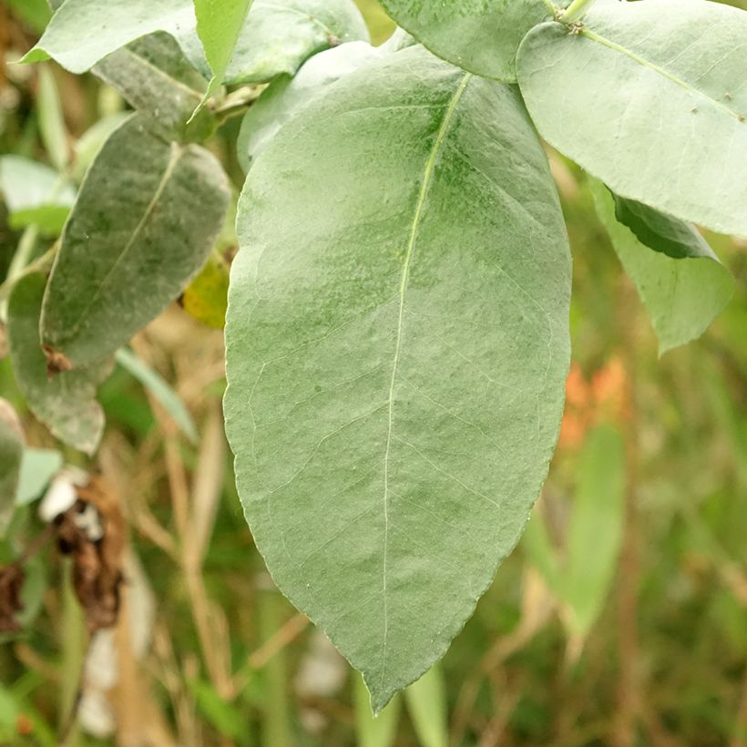 Eucalyptus globulus subsp. bicostata - Eucalipto (Fogliame)