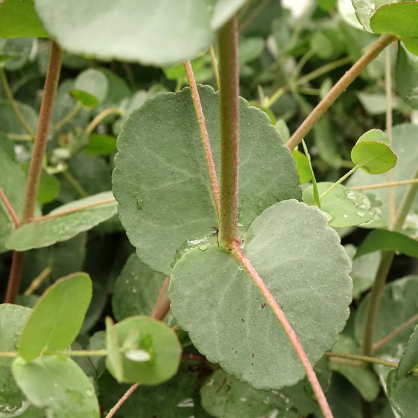 Eucalyptus gunnii Blaue Liebe - Eucalipto (Fogliame)