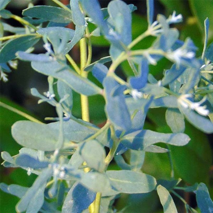 Eucalyptus gunnii France Bleu Rengun - Eucalipto (Fogliame)