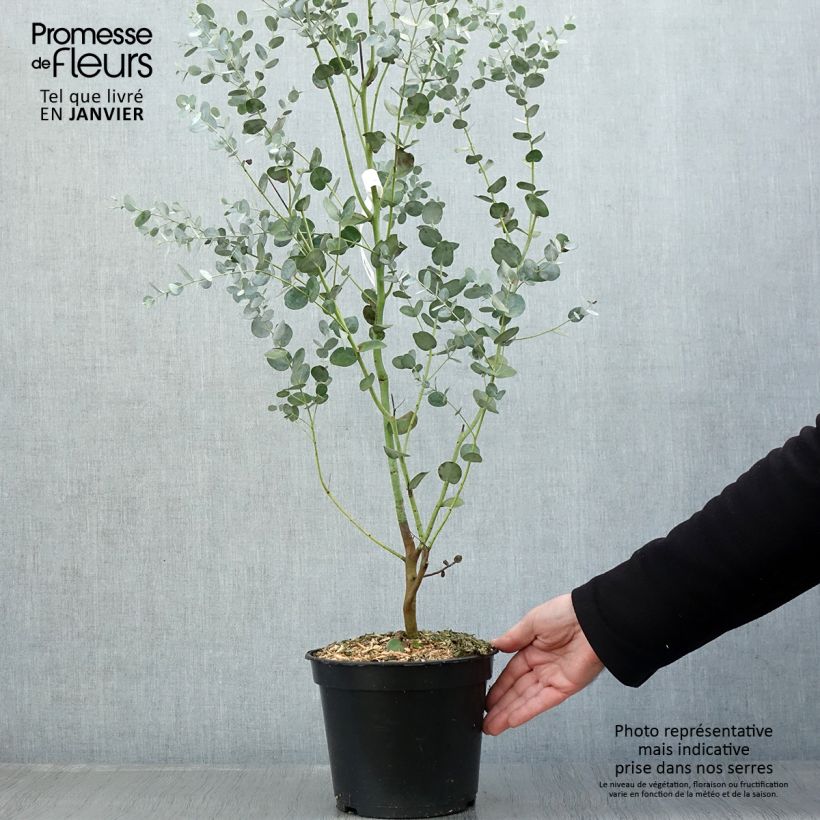 Eucalyptus gunnii Silverana en pot de 1.5L esemplare consegnato in inverno