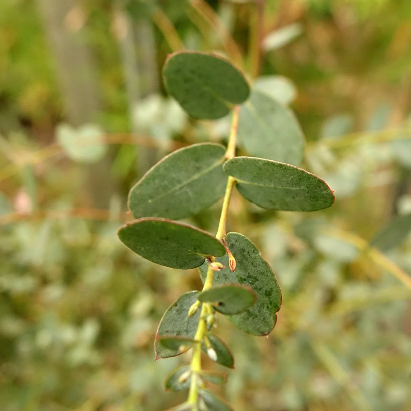 Eucalyptus gunnii Silverana - Eucalipto (Fogliame)