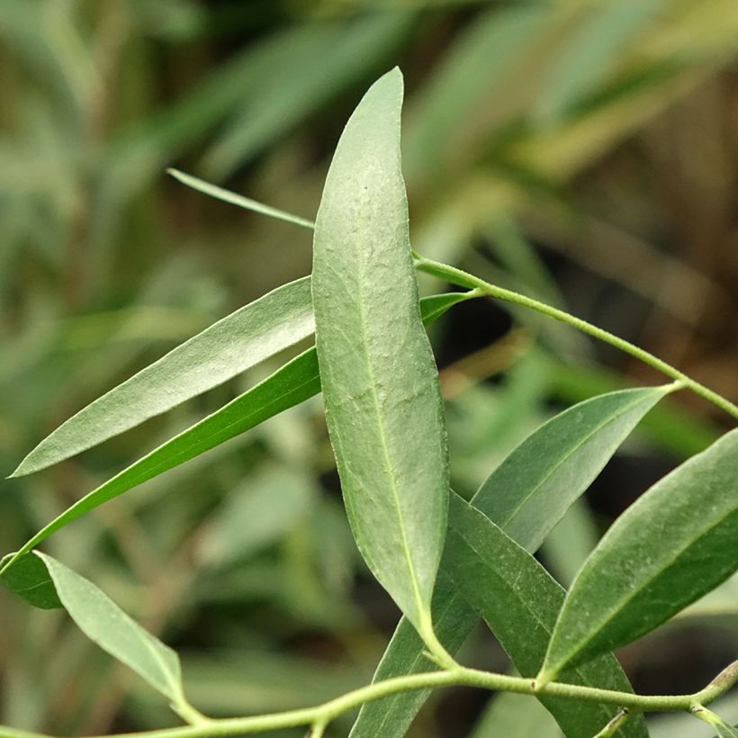 Eucalyptus kybeanensis - Eucalipto (Fogliame)