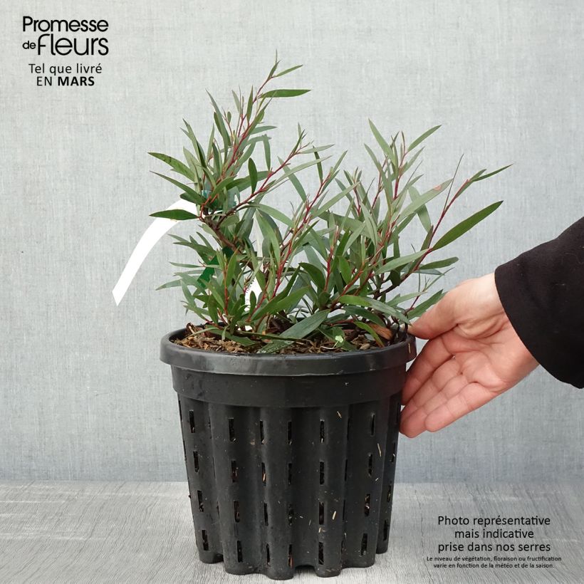 Eucalyptus kybeanensis - Frêne Kybean mallee  - Pot de 4L/5L esemplare consegnato in primavera