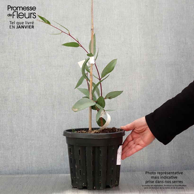 Eucalyptus lacrimans - Gommier des neiges pleureur - Pot de 4L/5L esemplare consegnato in inverno