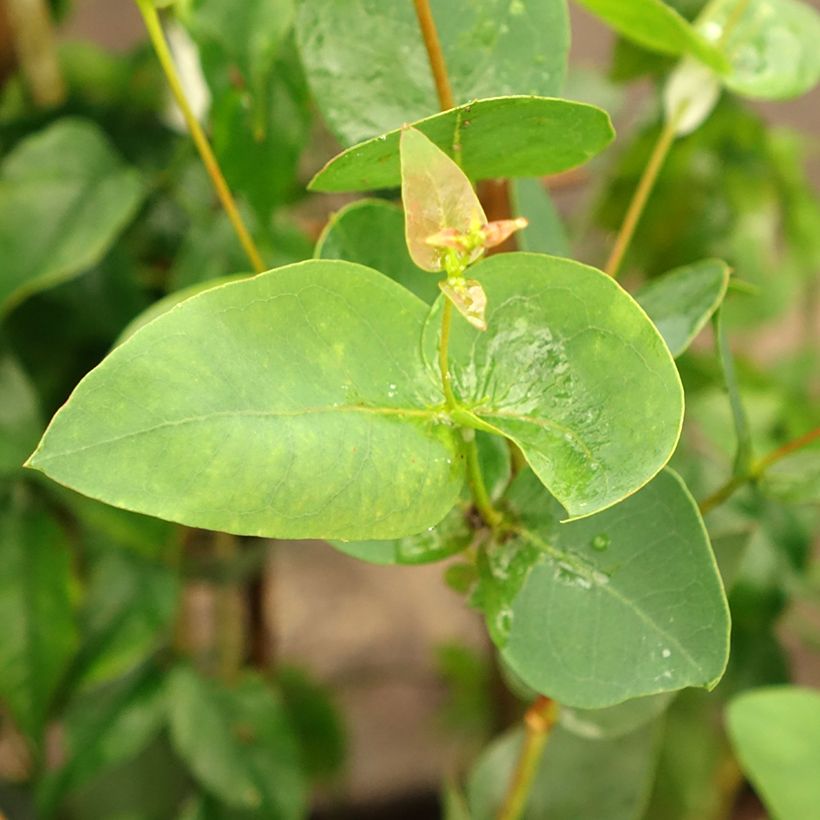 Eucalyptus leucoxylon Rosea - Eucalipto (Fogliame)