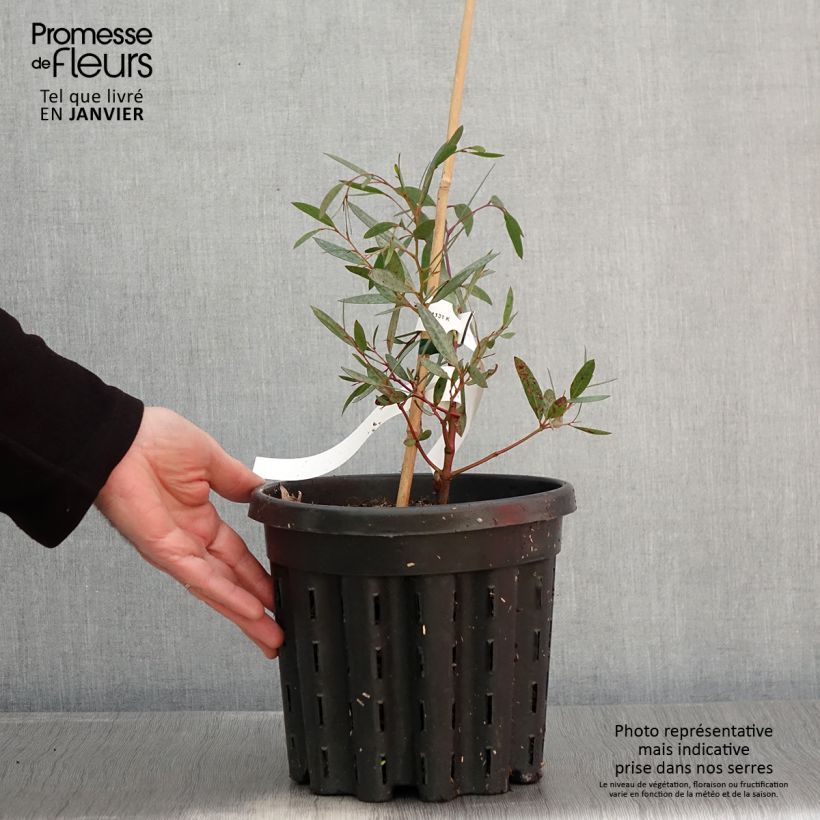 Eucalyptus mitchelliana - Gommier de Mount Buffalo - Pot de 4L/5L esemplare consegnato in inverno