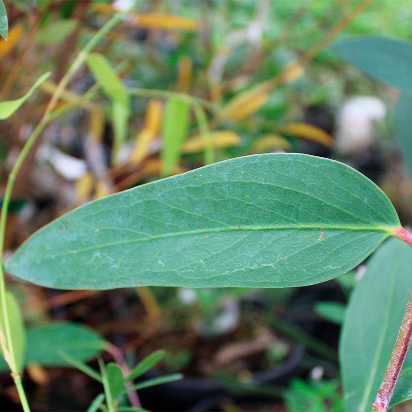 Eucalyptus mitchelliana - Eucalipto (Fogliame)