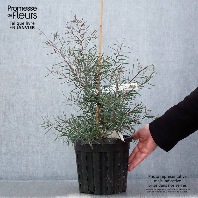 Eucalyptus nicholii - Gommier menthe de Nicol - Pot de 4L/5L esemplare consegnato in inverno