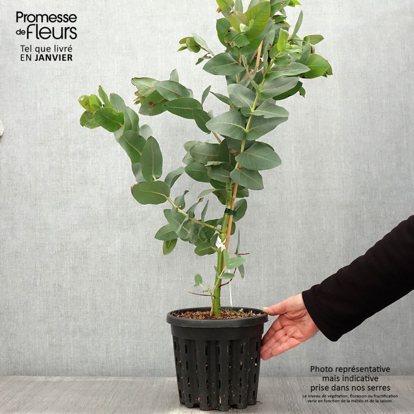 Eucalyptus nitens - Gommier brillant, Shining Gum - Pot de 4L/5L esemplare consegnato in inverno