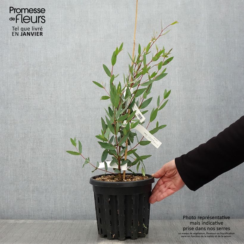 Eucalyptus nitida - Gommier menthe de Smithton - Pot de 4L/5L esemplare consegnato in inverno