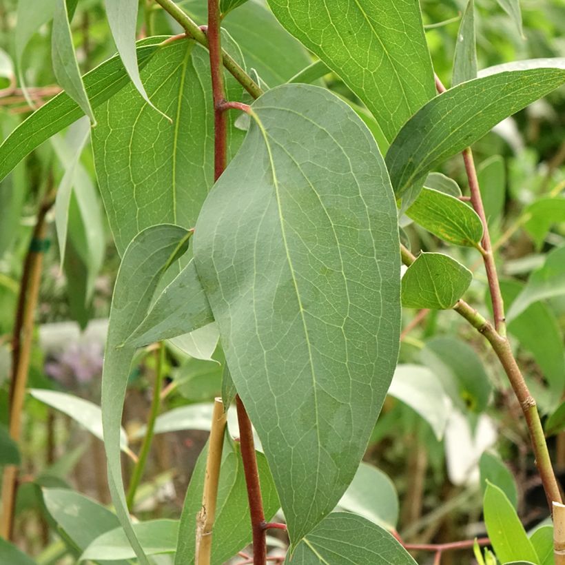 Eucalyptus pauciflora subsp. pauciflora Adaminaby - Eucalipto (Fogliame)