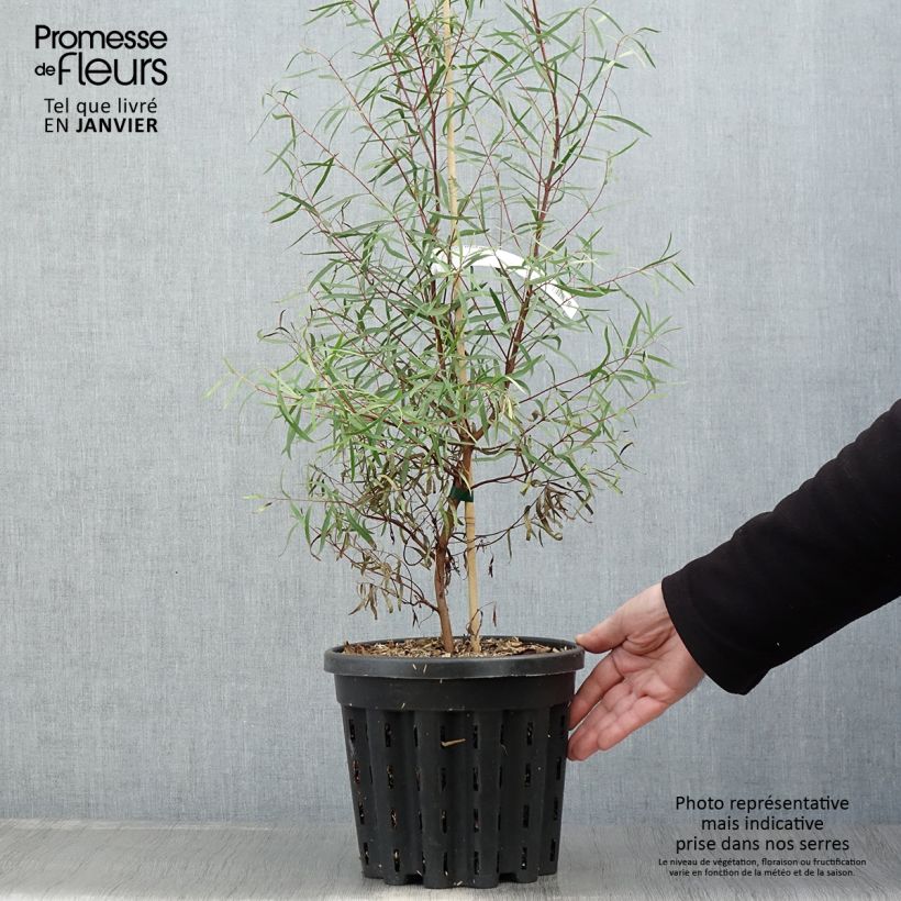 Eucalyptus pulchella ou linearis - Gommier menthe poivrée blanche - Pot de 4L/5L esemplare consegnato in inverno