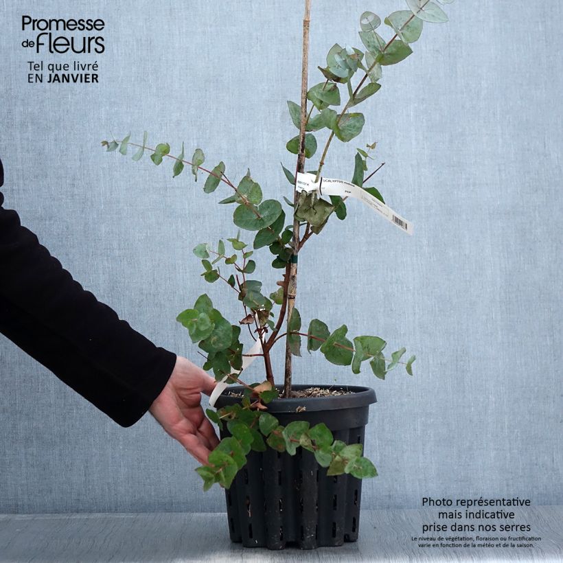 Eucalyptus risdonii - Gommier de Risdon - Pot de 4L/5L esemplare consegnato in inverno