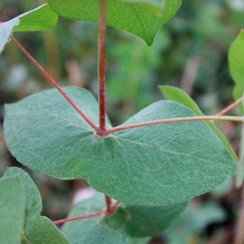 Eucalyptus risdonii - Eucalipto (Fogliame)